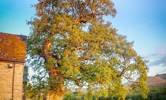 Some of the oak trees at Hilltops Brecon Holiday Cottages are around 400 years old
